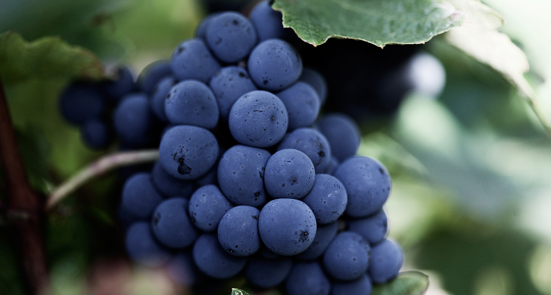 Savoir faire - Cos Labory