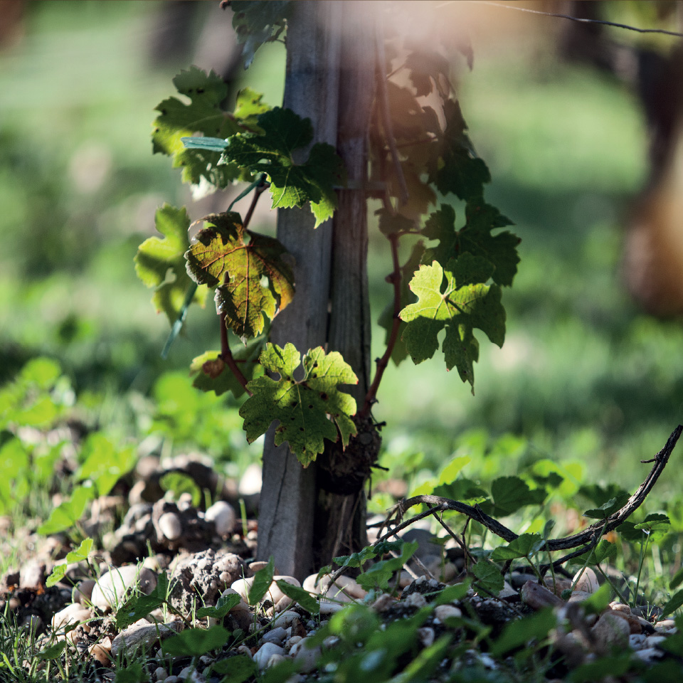 Savoir-faire - Vigne